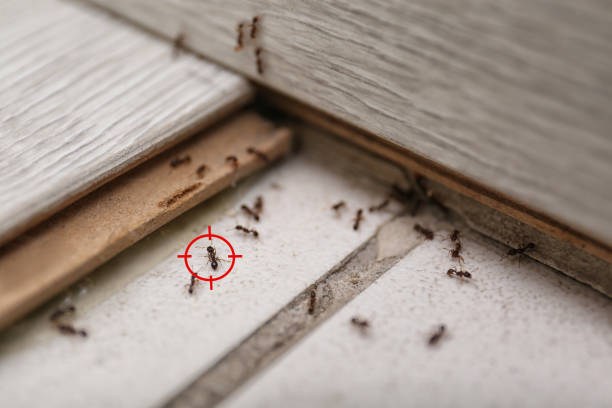 Best Flea Control Services  in , FL